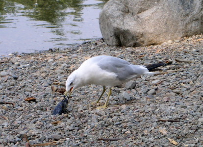 [The bird is standing on the small rocks lining the shore with its head bent down to grasp what appears to be a fish head. The gull has a white upper body and a grey lower body with a black section on the end of its tail feathers.]